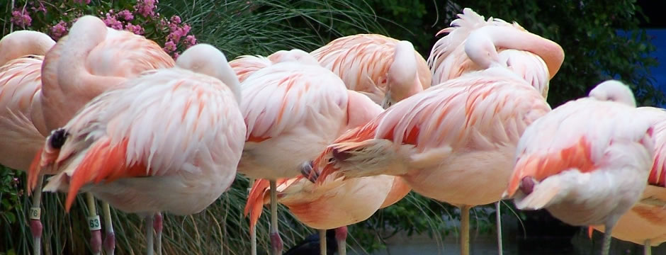 在线手机号轰炸机