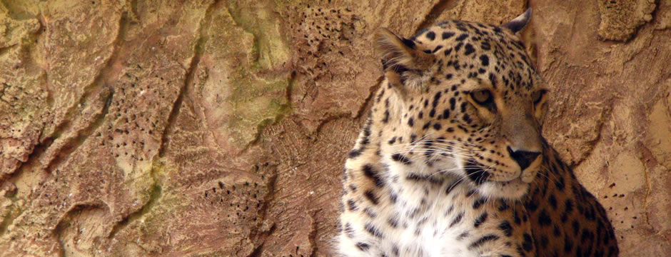 免费轰炸软件版